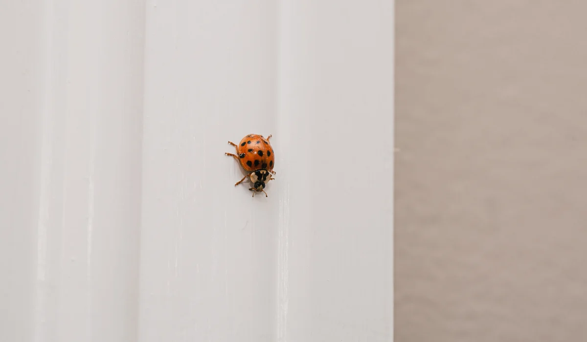 Asian lady beetle crawling down a white window frame
