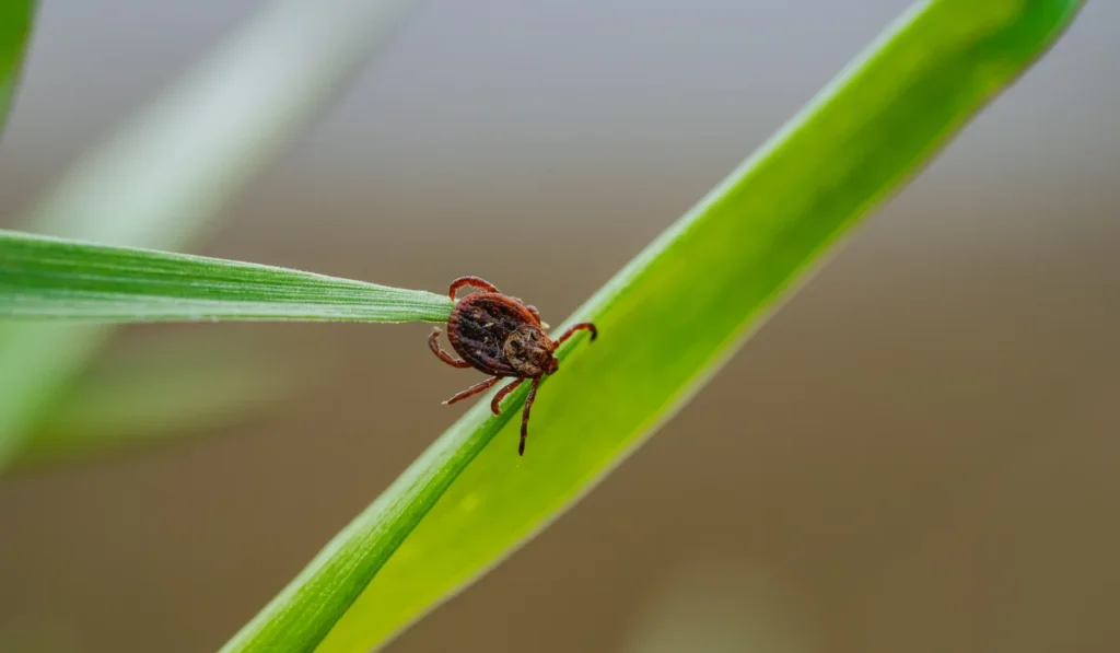 Close-up of a tick crawling on a blade of grass, representing the dangers of lyme disease and other tick-borne illnesses in natural environments
