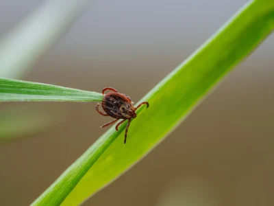 Close-up of a tick crawling on a blade of grass, representing the dangers of lyme disease and other tick-borne illnesses in natural environments