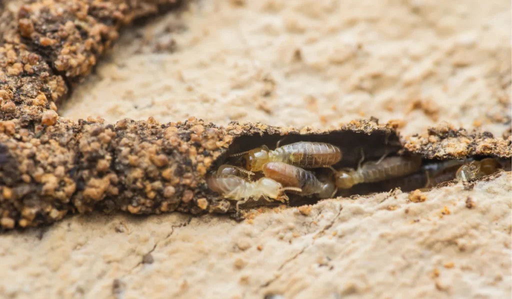 Close-up of worker and soldier termites building tunnels and eating wood