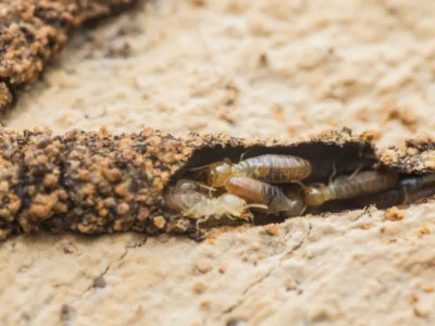 Close-up of worker and soldier termites building tunnels and eating wood