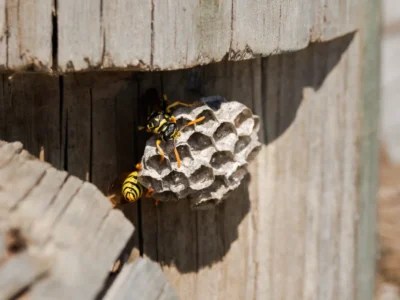 Paper Wasp Nest on Wood