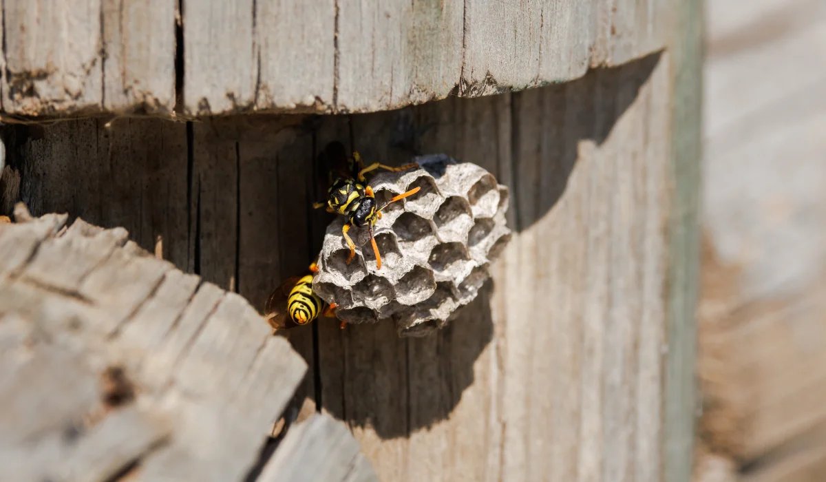 Paper Wasp Nest on Wood