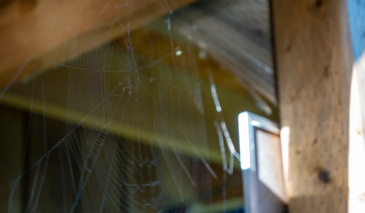 Delicate spider web strands stretched beneath wooden stair beams with sunlight filtering through