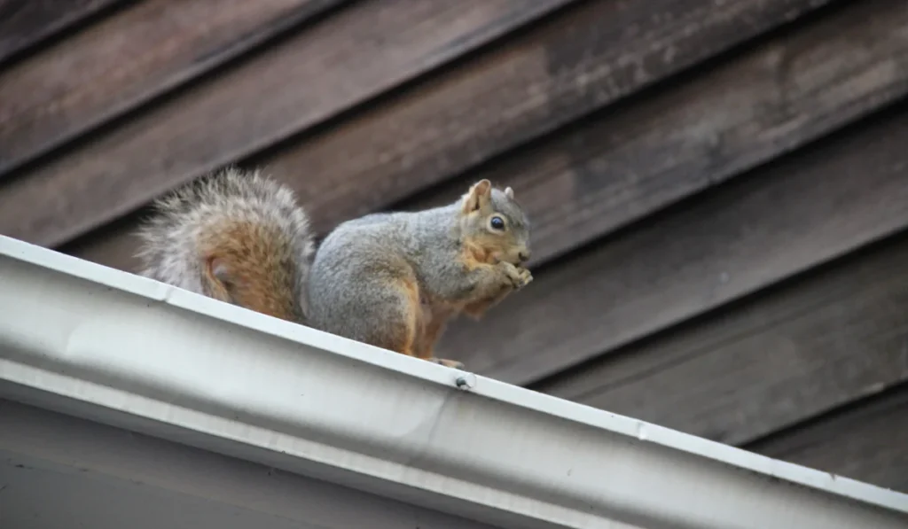 Squirrel perched on a house gutter eating with wood siding visible behind