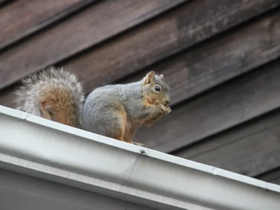 Squirrel perched on a house gutter eating with wood siding visible behind