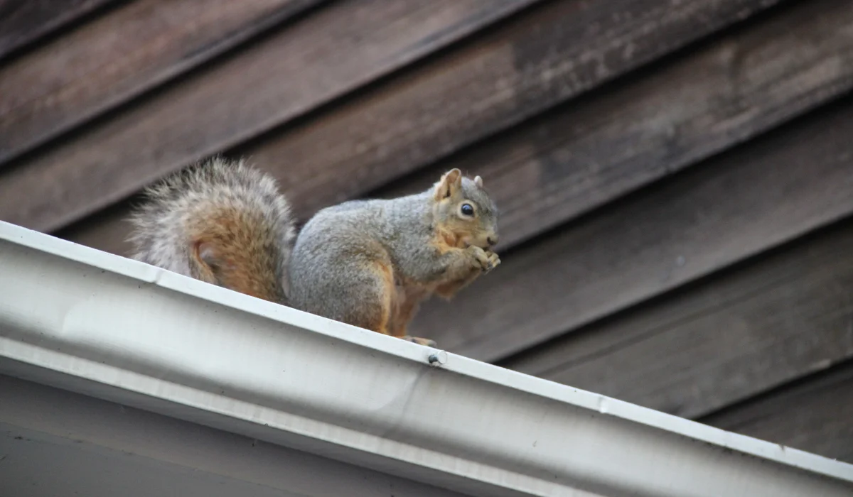 Squirrel perched on a house gutter eating with wood siding visible behind