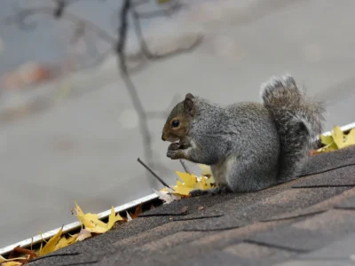 Gray squirrel perched on an asphalt-shingled roof near a leaf-filled gutter, holding and eating a nut