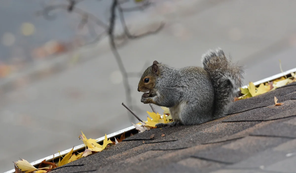 Gray squirrel perched on an asphalt-shingled roof near a leaf-filled gutter, holding and eating a nut