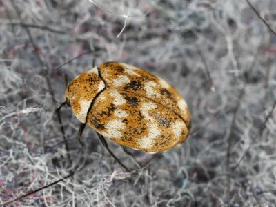 Varied carpet beetle Anthrenus verbasci home and storage pest
