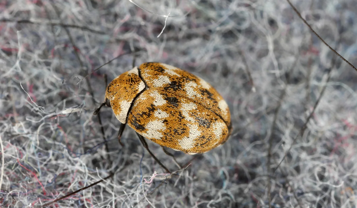 Varied carpet beetle Anthrenus verbasci home and storage pest