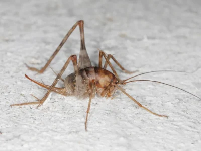camel cricket
