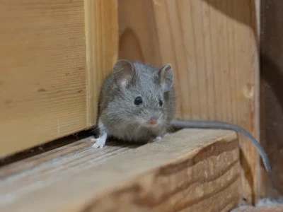 Small field mouse peeking from a gap between wooden boards inside a house