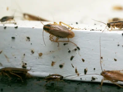 German cockroaches crawling on a white kitchen ledge amid scattered droppings and debris