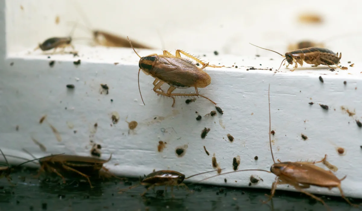 German cockroaches crawling on a white kitchen ledge amid scattered droppings and debris