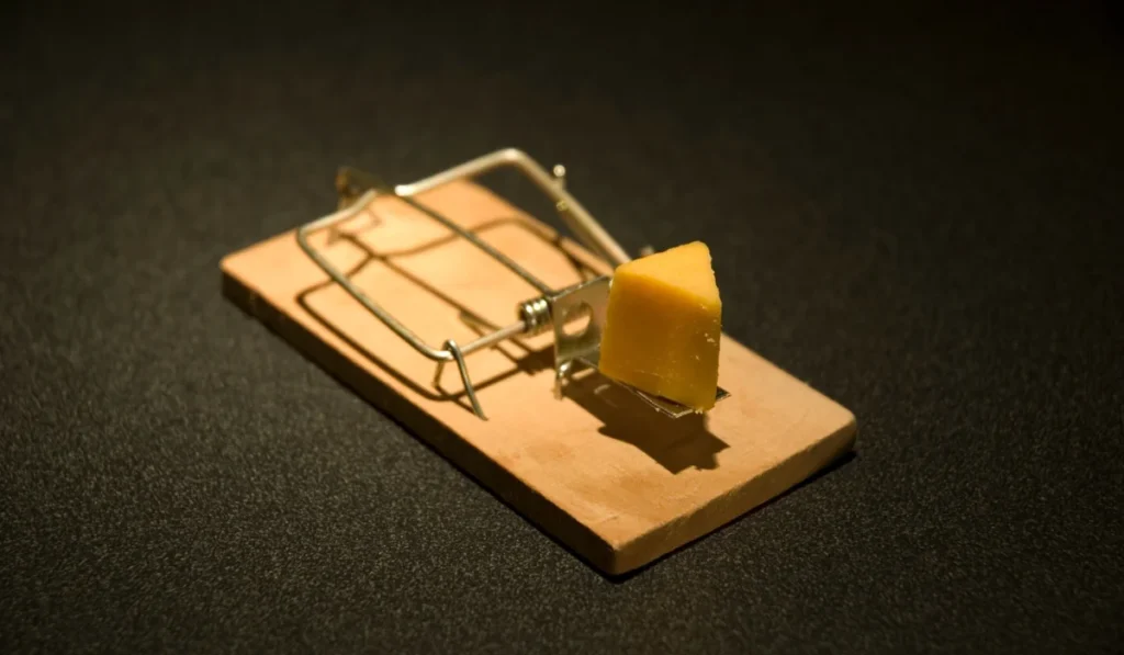 Wooden snap mouse trap set with a small wedge of yellow cheese on the trigger, on a dark textured surface