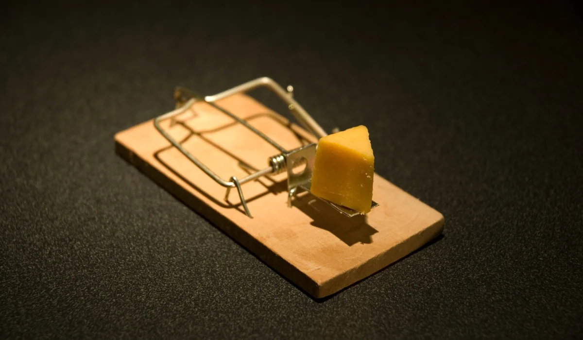Wooden snap mouse trap set with a small wedge of yellow cheese on the trigger, on a dark textured surface