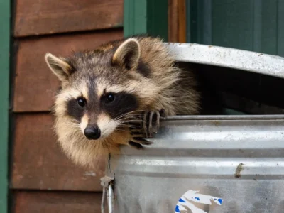 Raccoon peering out from a metal trash can with its paws on the rim in front of house siding
