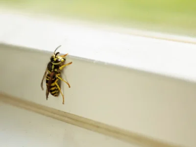 yellow jacket wasp resting on a window