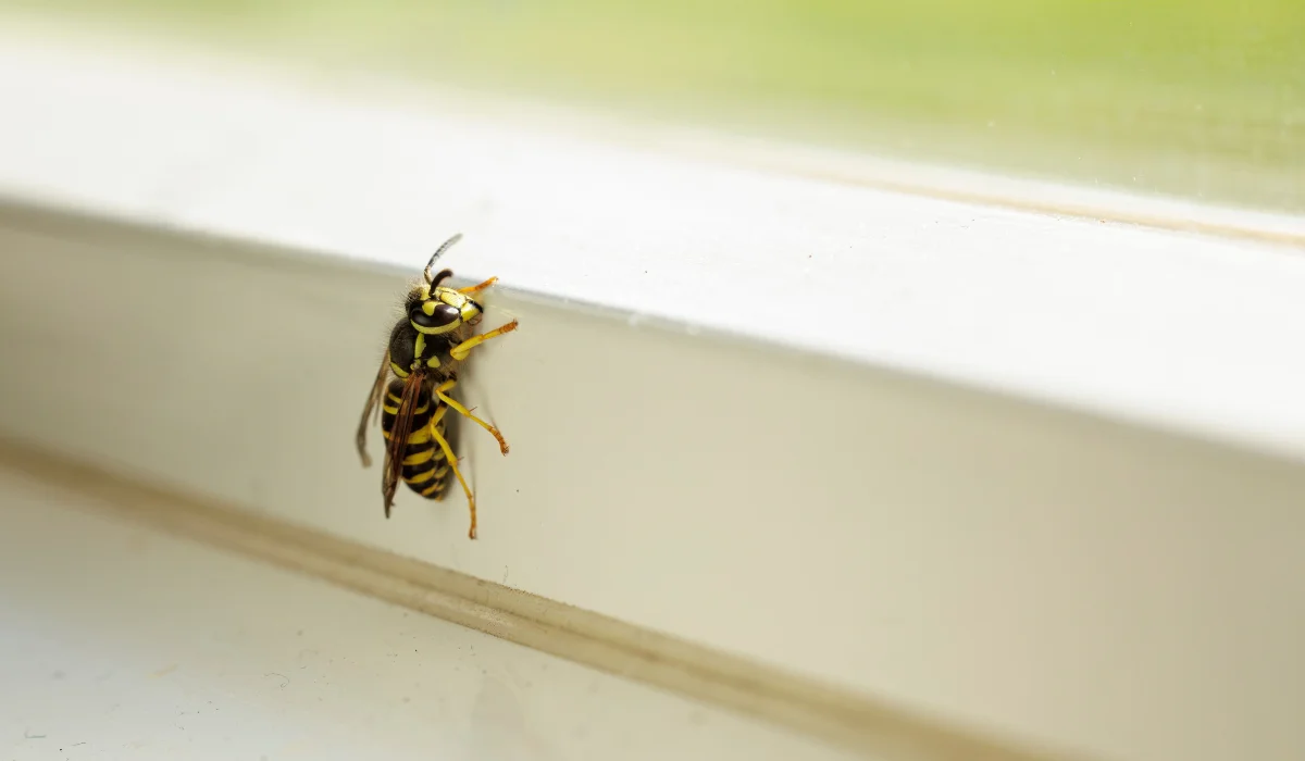 yellow jacket wasp resting on a window