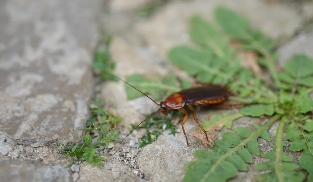 Close-up of a cockroach on a stone pavement with green grass. Focus on the insect, with a blurred background creating contrast between nature and the texture of the stones.