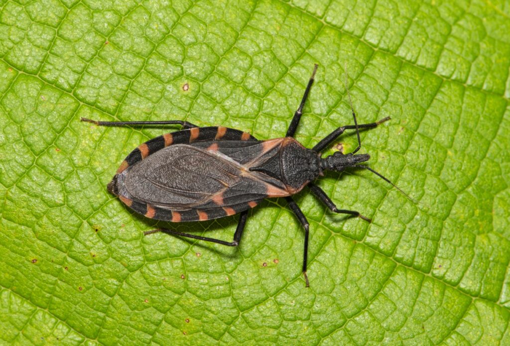 Where Are Kissing Bugs Found? What Michigan Residents Should Know