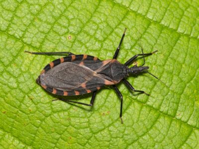 Where Are Kissing Bugs Found? What Michigan Residents Should Know