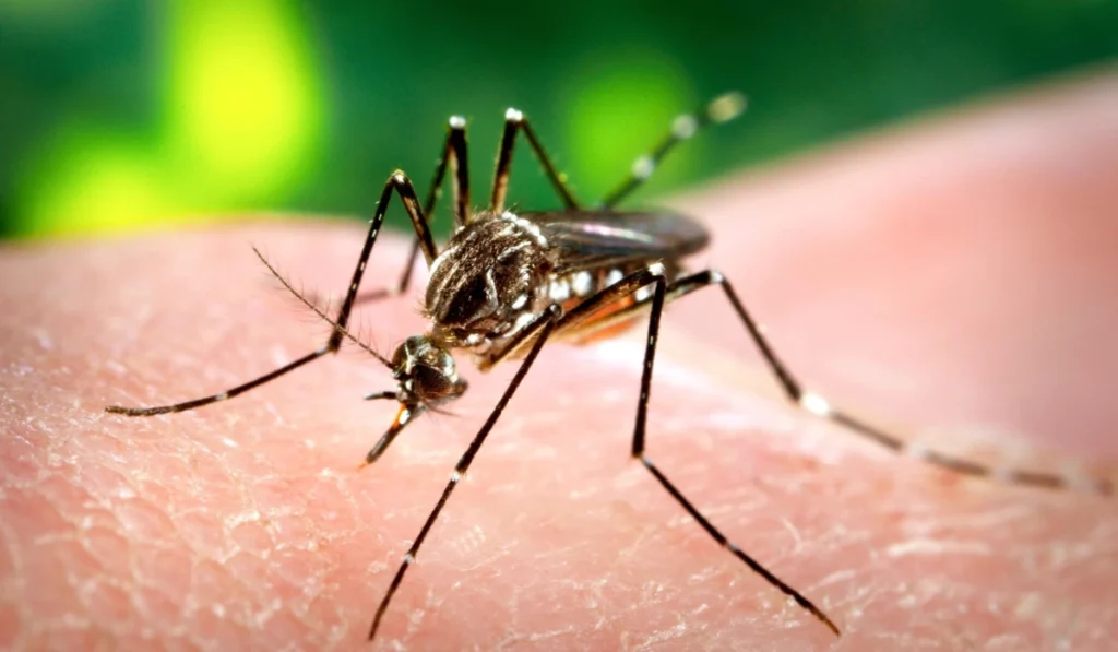 A female, Aedes aegypti mosquito obtaining a blood meal from a human host