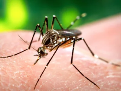 A female, Aedes aegypti mosquito obtaining a blood meal from a human host