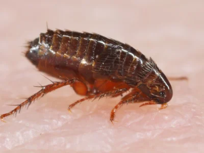 A flea biting on the skin of human hand, drinking blood