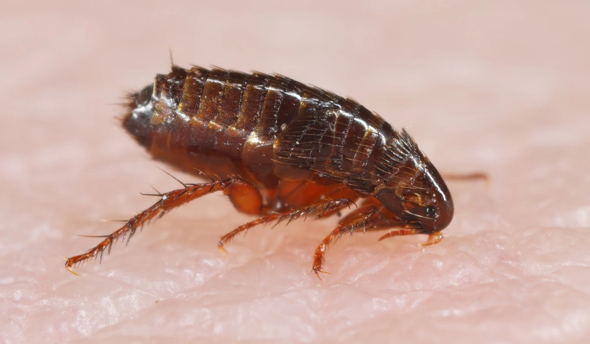 A flea biting on the skin of human hand, drinking blood