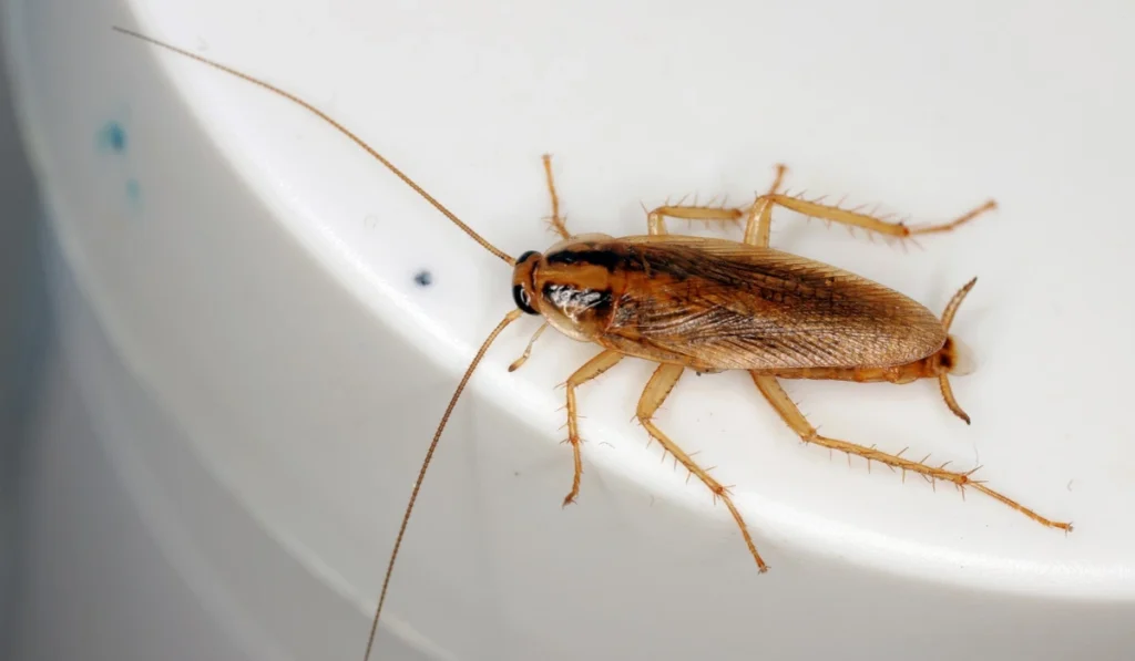 Adult German Cockroach, Blattella germanica on the cream container.