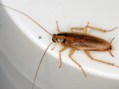 Adult German Cockroach, Blattella germanica on the cream container.