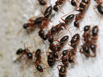 Black carpenter ant macro photo