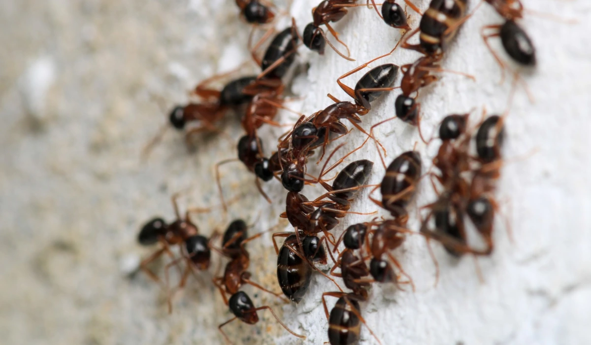 Black carpenter ant macro photo