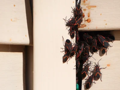 Boxelder bugs or Boisea trivittata cling to the walls of a house