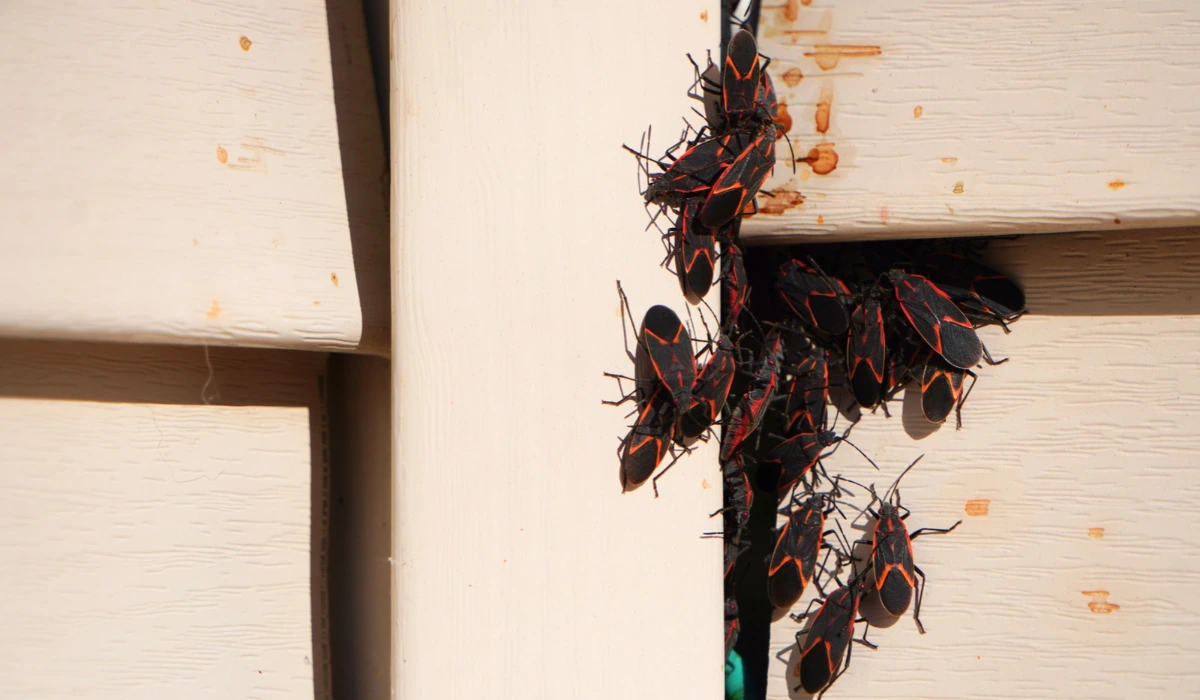 Boxelder bugs or Boisea trivittata cling to the walls of a house