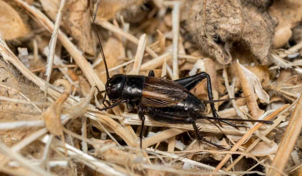 Closeup of Field Cricket. Pest control, insect and nature conservation concept.