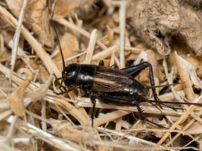 Closeup of Field Cricket. Pest control, insect and nature conservation concept.