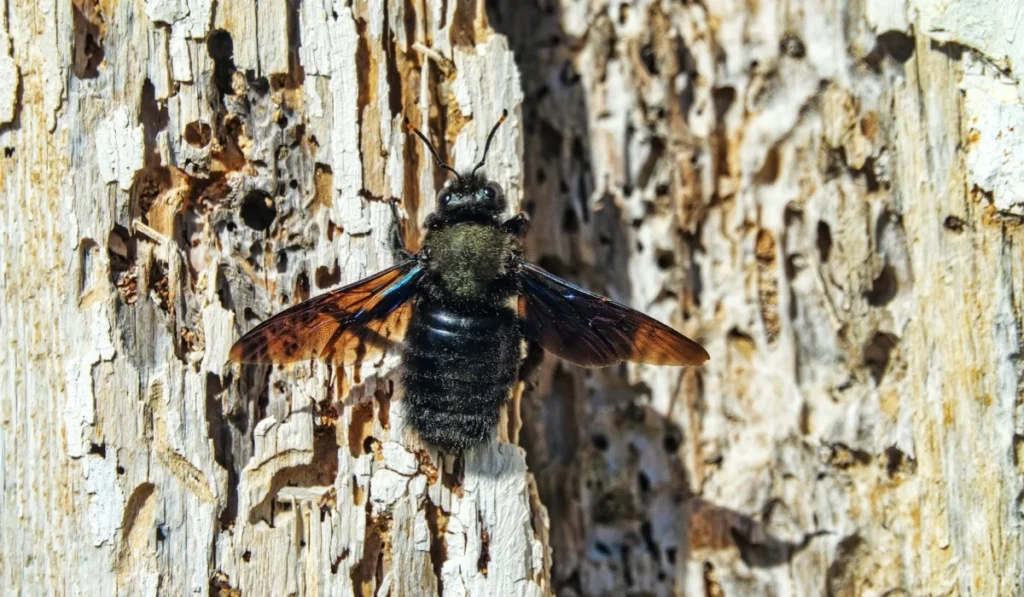Common carpenter bee (Xylocopa valga) in search of suitable wood for burrowing for larvae