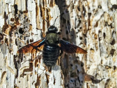 Common carpenter bee (Xylocopa valga) in search of suitable wood for burrowing for larvae