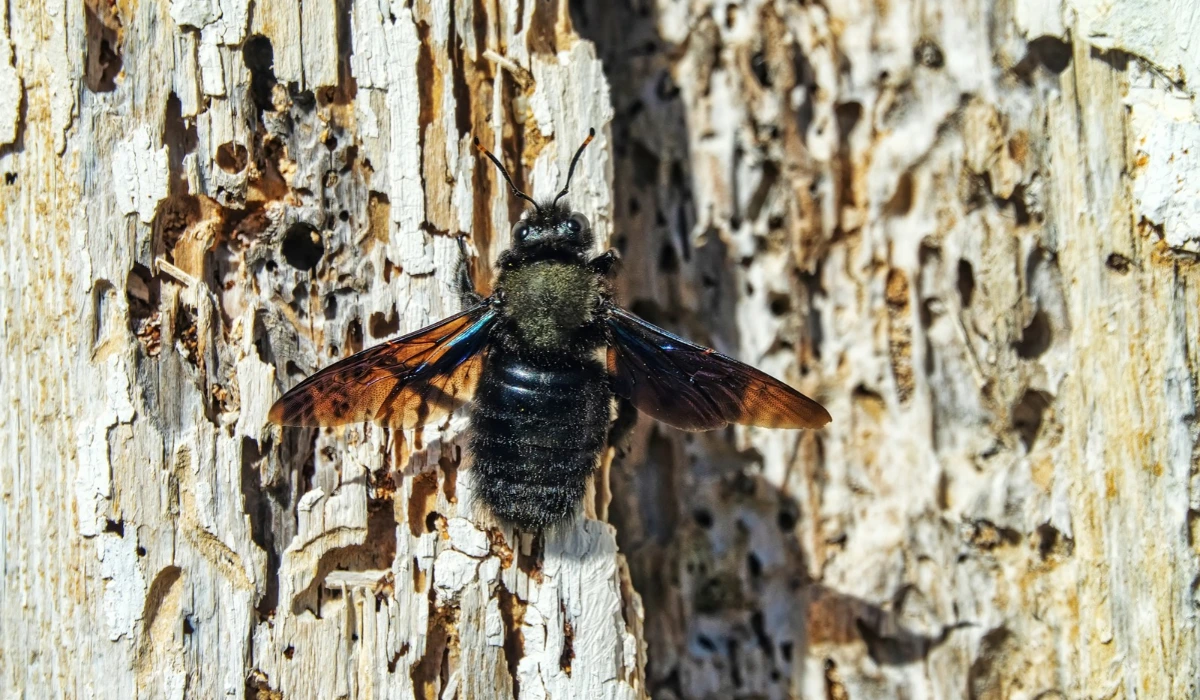 Common carpenter bee (Xylocopa valga) in search of suitable wood for burrowing for larvae