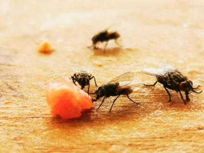 House fly. Parasite Insect on a kitchen chop board