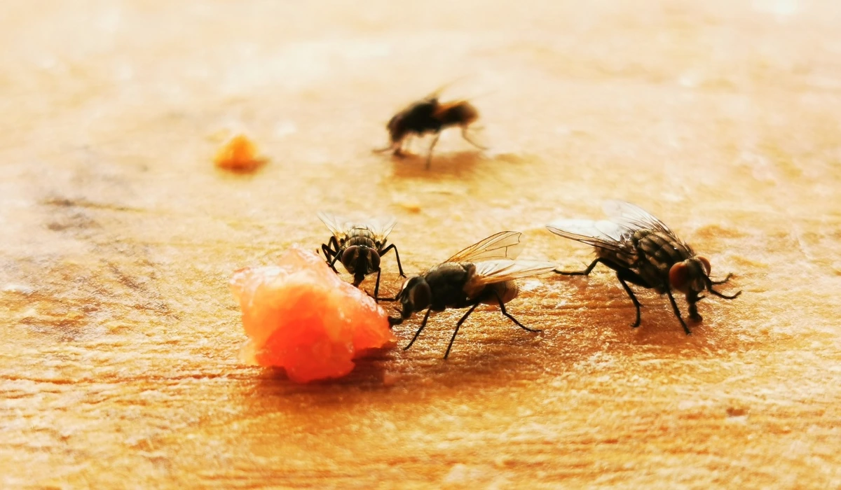 House fly. Parasite Insect on a kitchen chop board