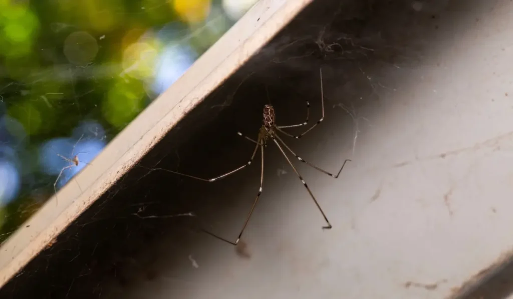 Two daddy long legs spiders found hanging above and below a cabinet outdoors