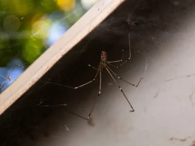 Two daddy long legs spiders found hanging above and below a cabinet outdoors