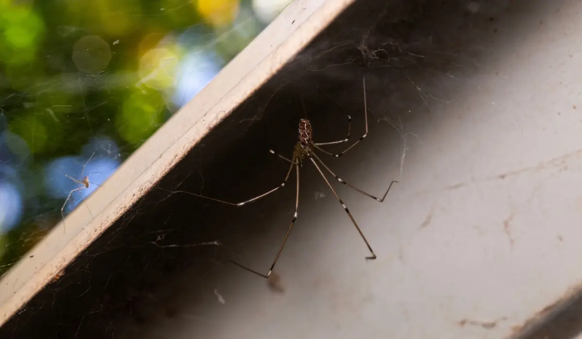 Two daddy long legs spiders found hanging above and below a cabinet outdoors