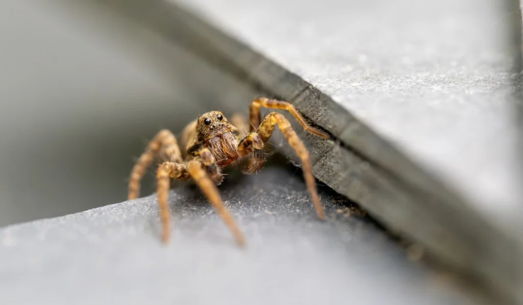 Wolf Spider Laying in Wait on Slate