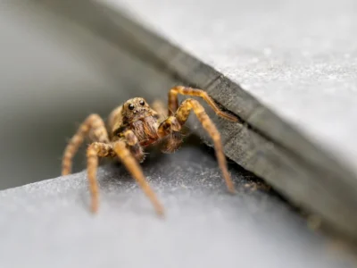 Wolf Spider Laying in Wait on Slate