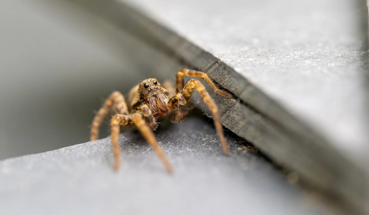 Wolf Spider Laying in Wait on Slate